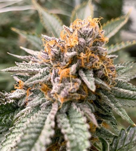 thca_cannabis_weed_plant_flower_closeup