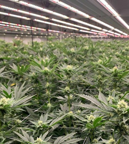thca_cannabis_weed_plant_grow
