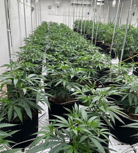 thca_cannabis_weed_plant_grow_room_indoor