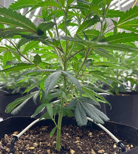 thca_cannabis_weed_plant_grow_veg_bucket