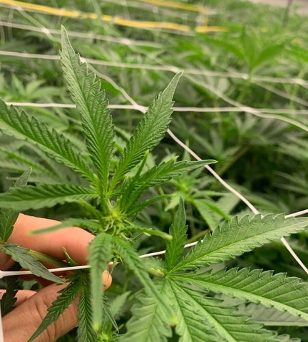 thca_cannabis_weed_plant_grow_veg_closeup
