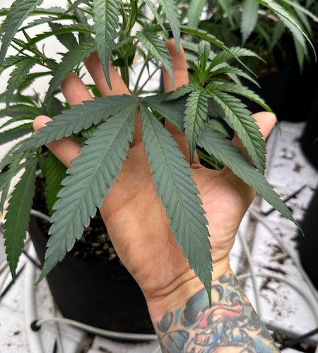 thca_cannabis_weed_plant_hand